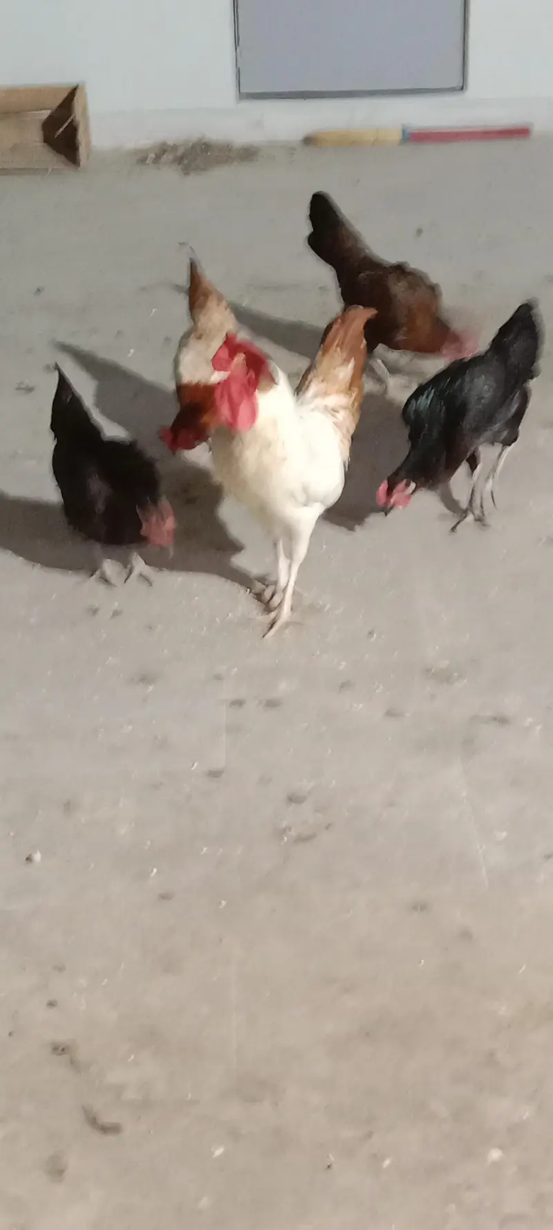 healthy and activ cock and hans whaite bhi bohat acha ha ghar ke pale — photo 6