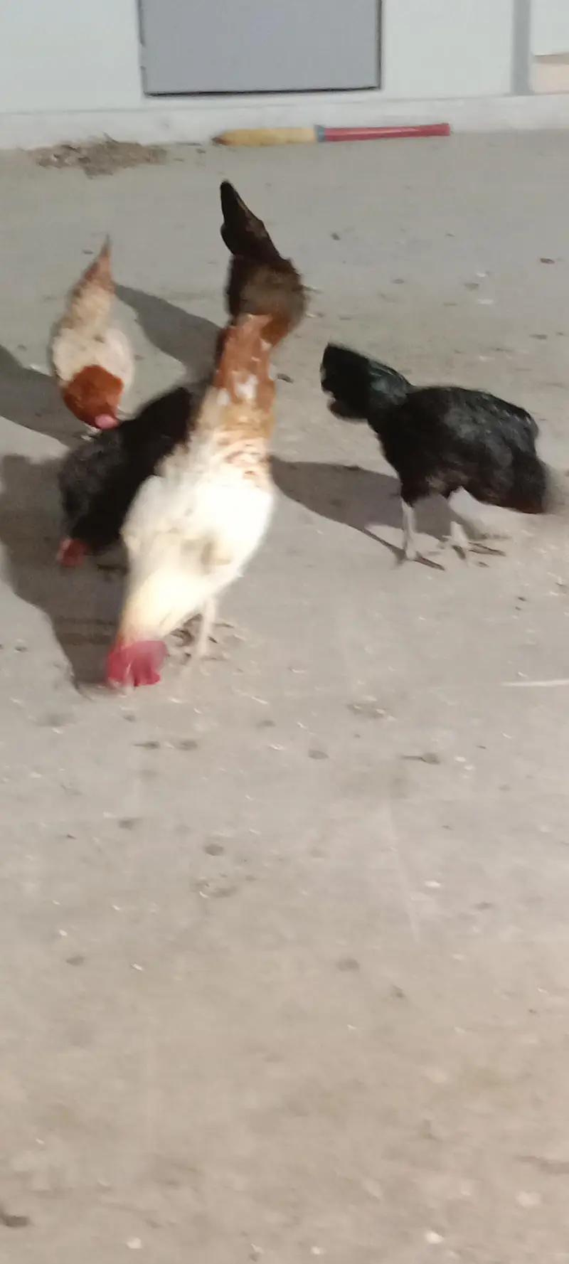 healthy and activ cock and hans whaite bhi bohat acha ha ghar ke pale — photo 7