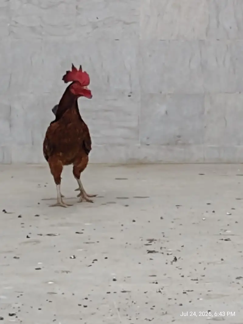 healthy and activ cock and hans whaite bhi bohat acha ha ghar ke pale — photo 8