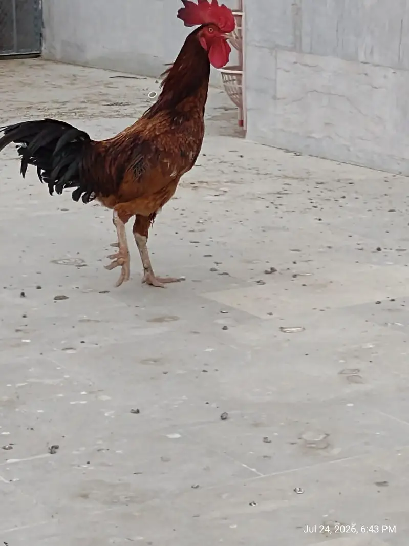 healthy and activ cock and hans whaite bhi bohat acha ha ghar ke pale — photo 9