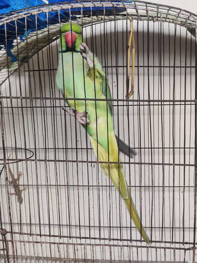 katha parrot