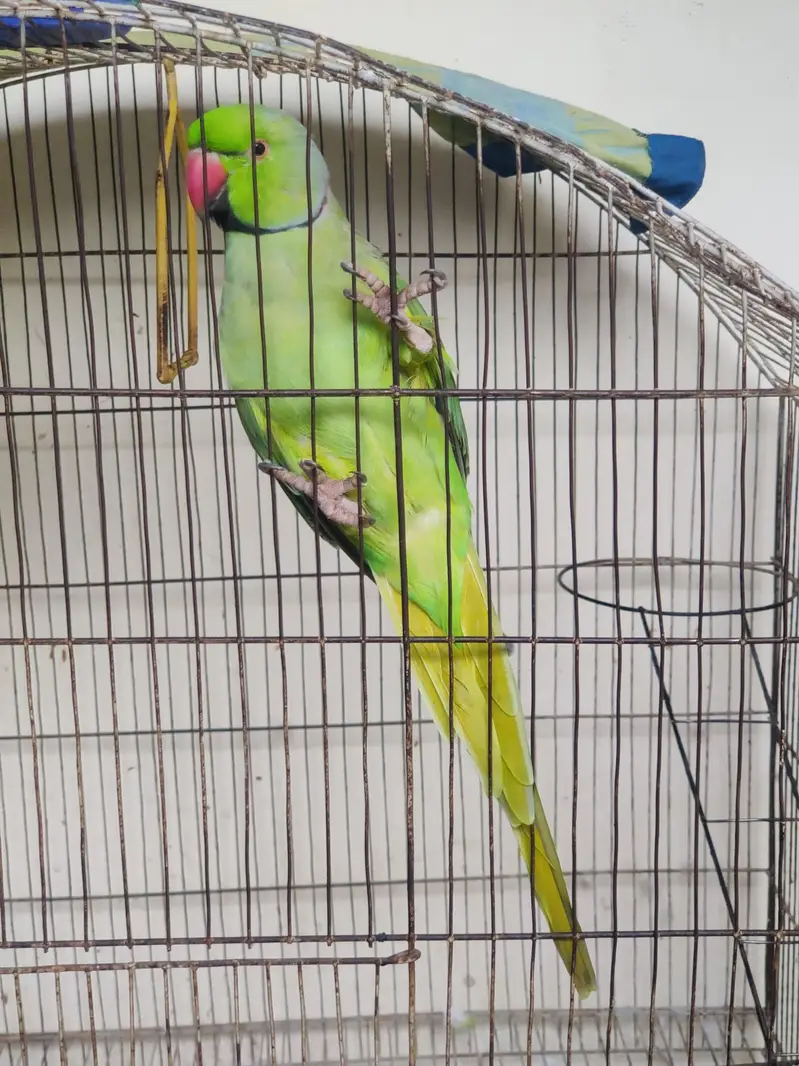 katha parrot — photo 2