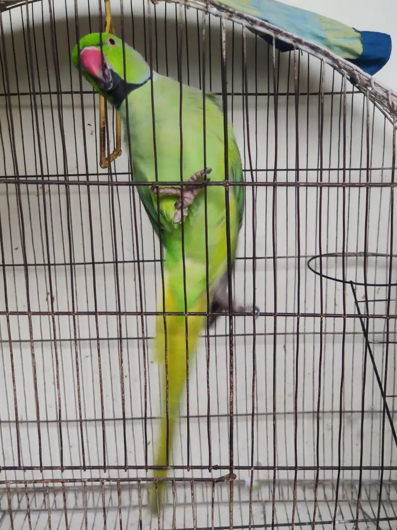 katha parrot — photo 3