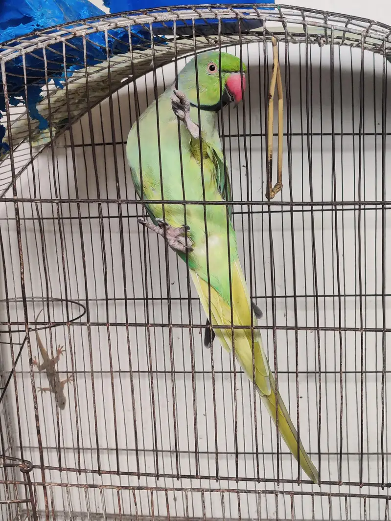 katha parrot — photo 4