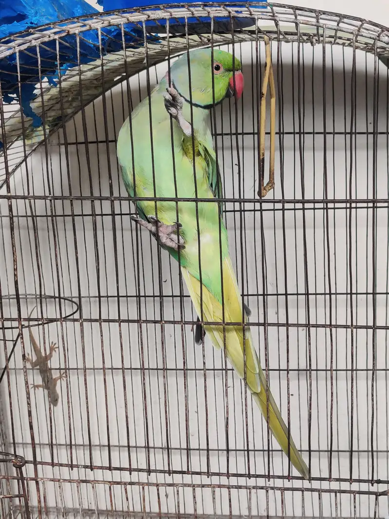 katha parrot — photo 5