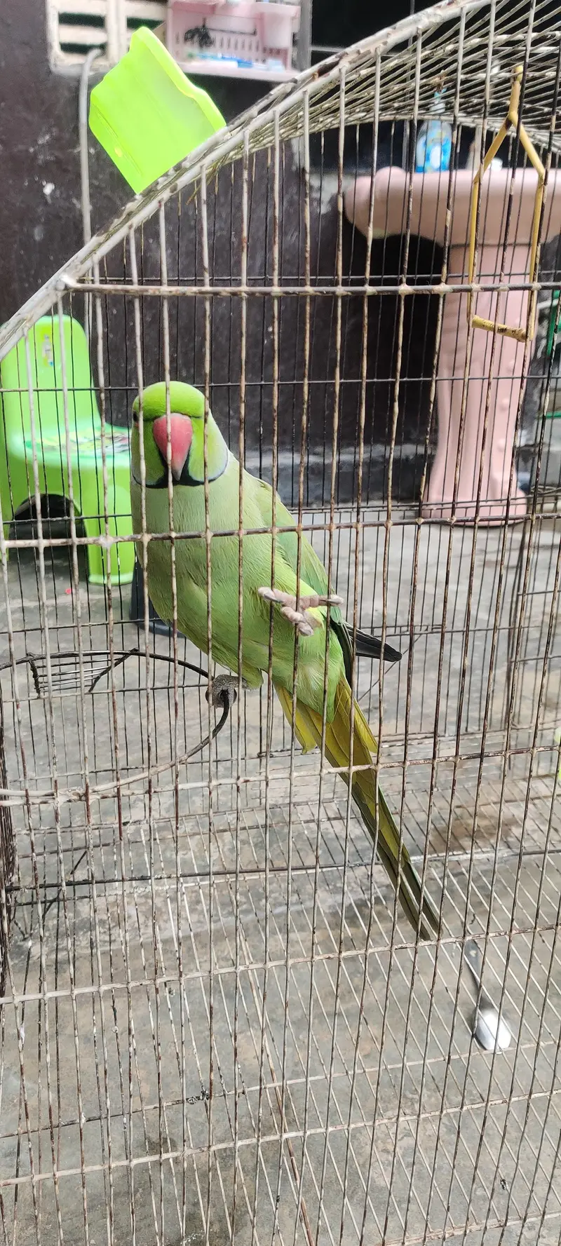katha parrot — photo 6