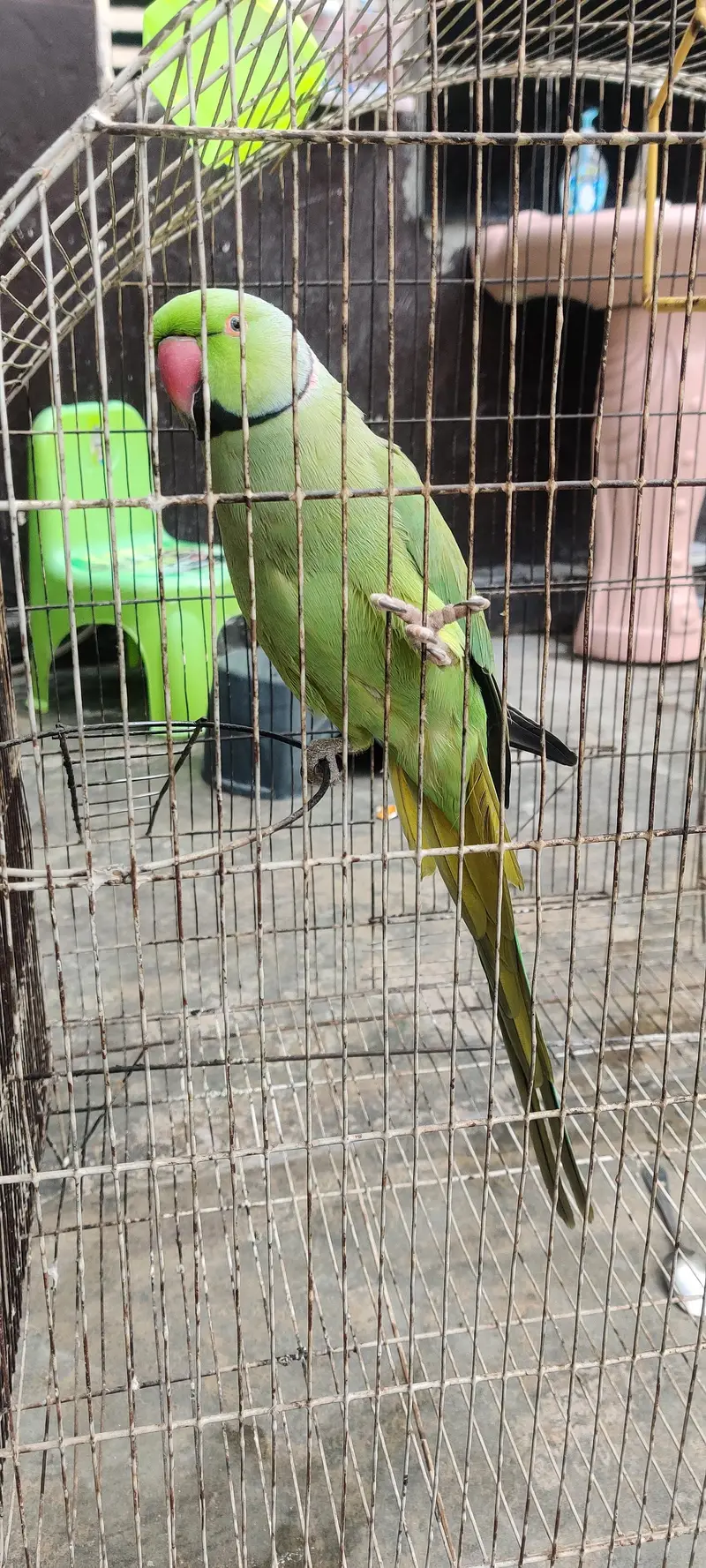 katha parrot — photo 7
