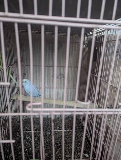 budgie and cocktail breeder pair