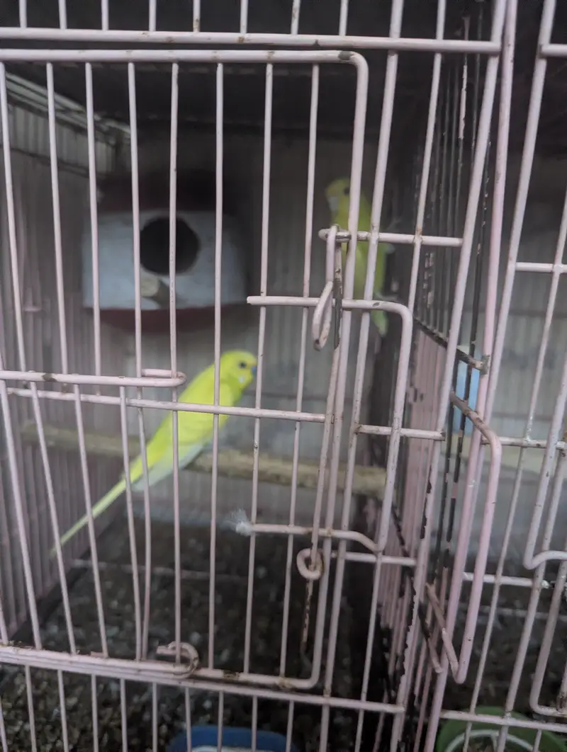 budgie and cocktail breeder pair — photo 2