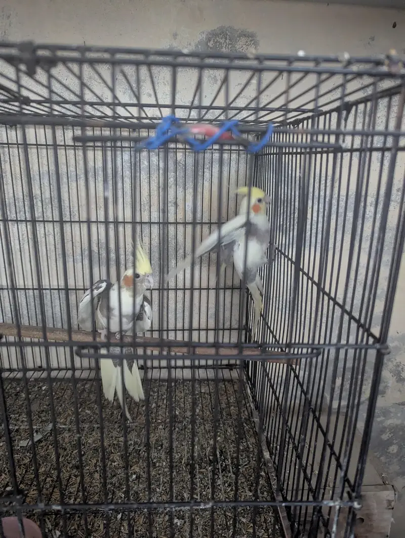 budgie and cocktail breeder pair — photo 3