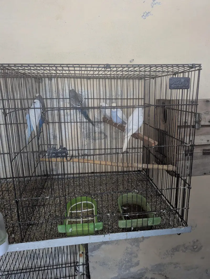 budgie and cocktail breeder pair — photo 4