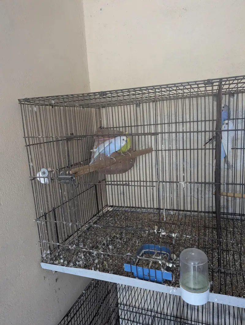 budgie and cocktail breeder pair — photo 5