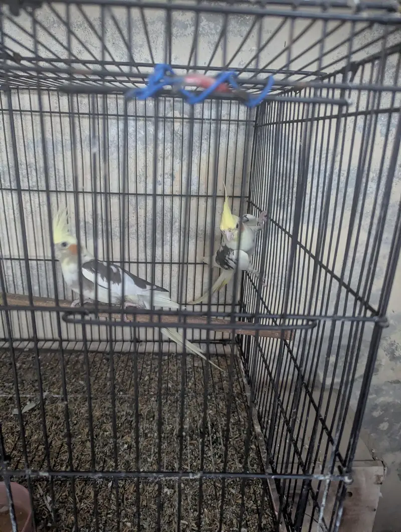 budgie and cocktail breeder pair — photo 6