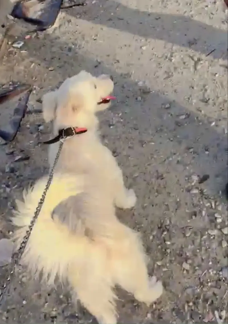 Poodle dog papa — photo 2