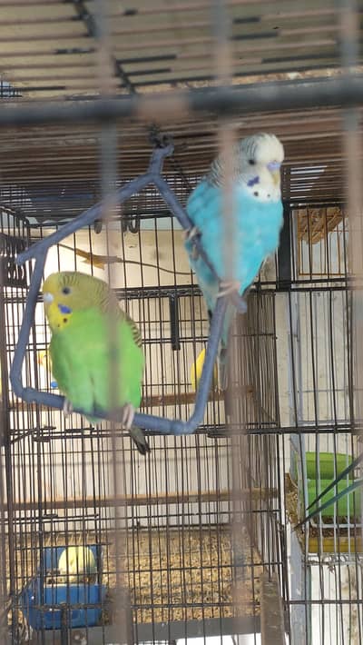 Budgie/java