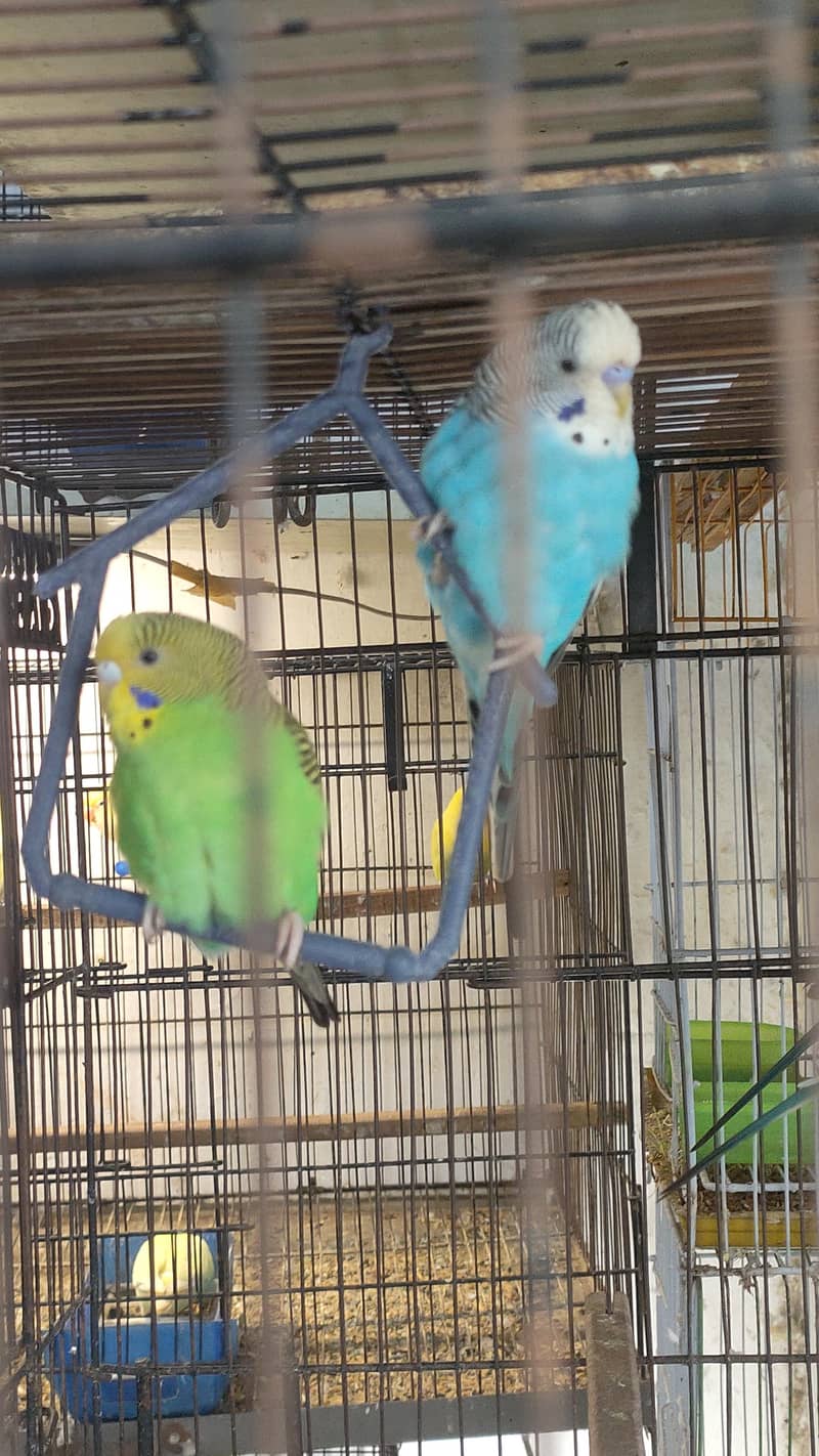 Budgie/java 0