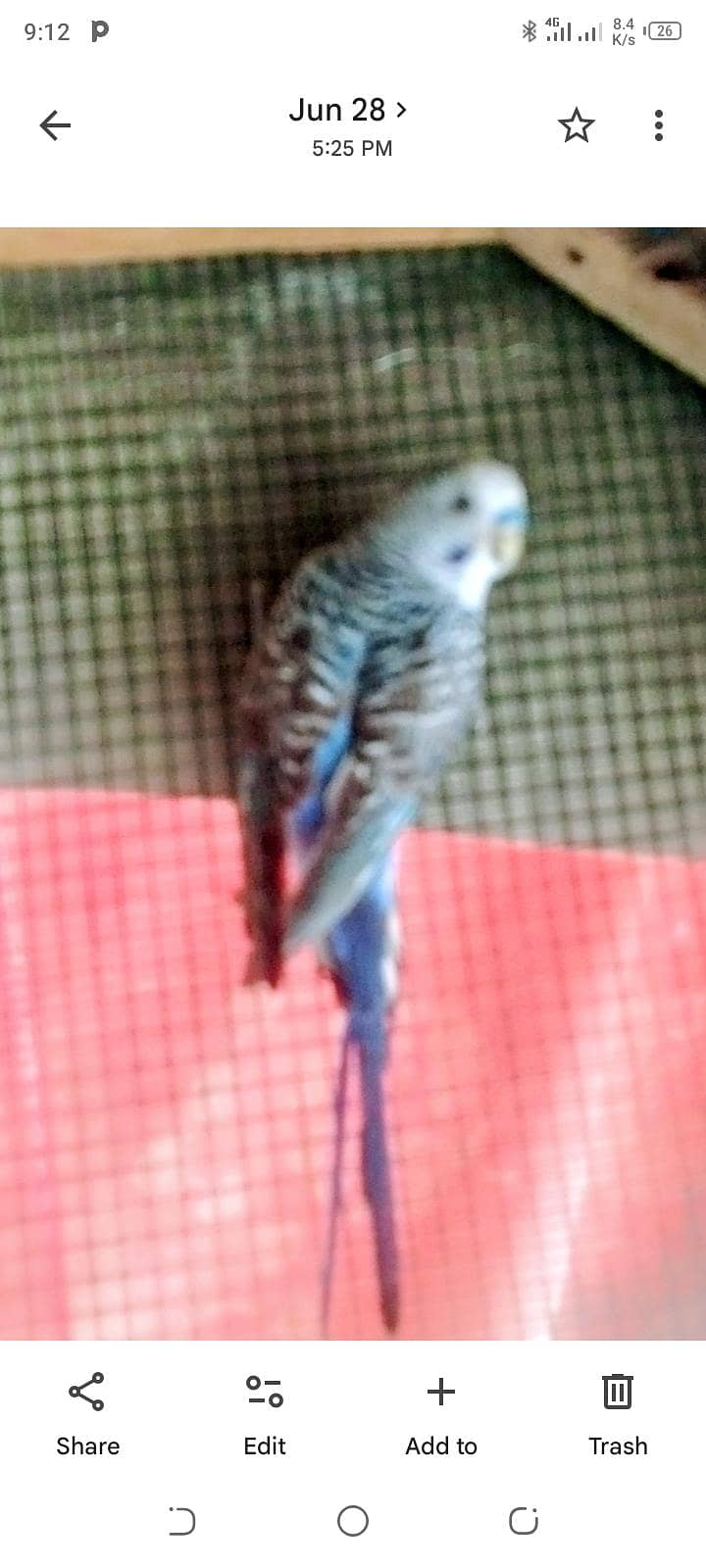 black wing 0