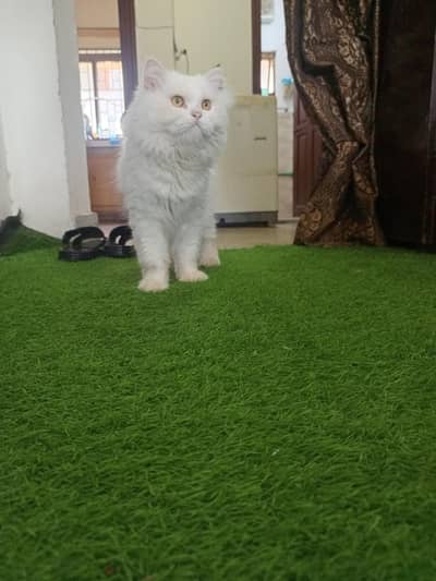 persion cat