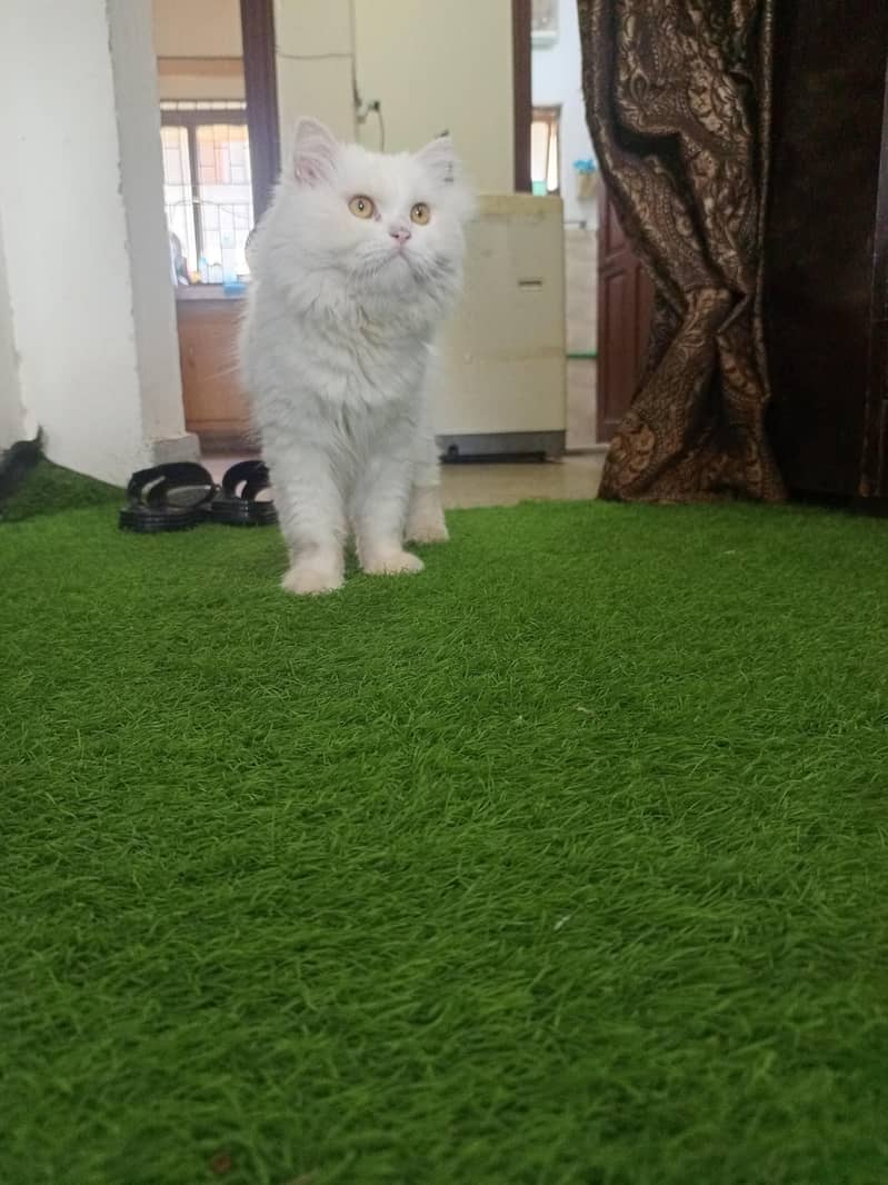 persion cat 0