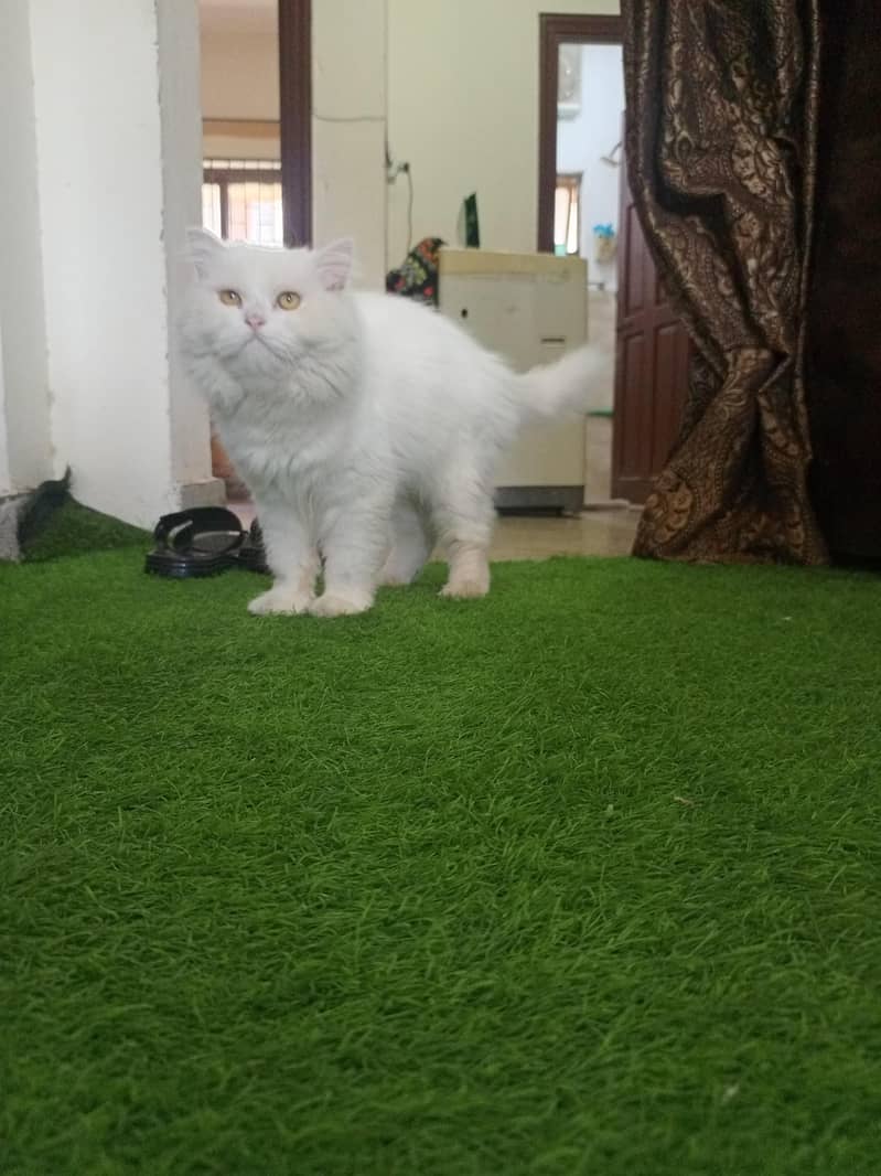 persion cat 1