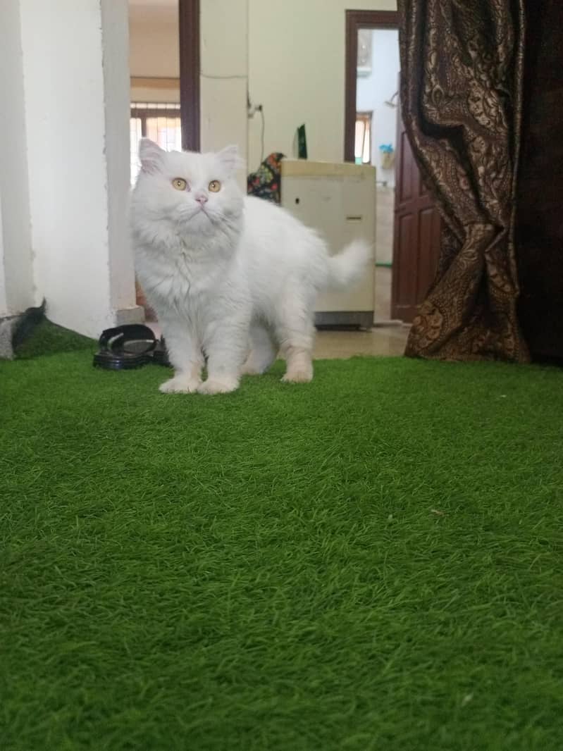 persion cat 2