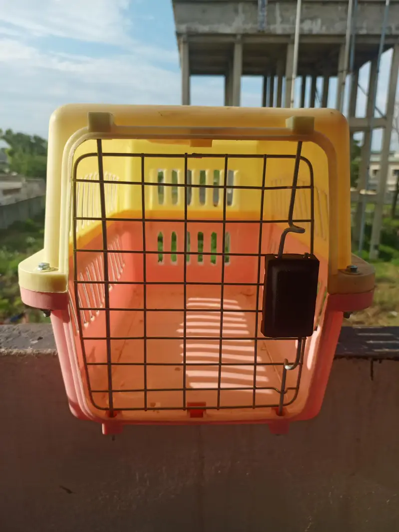 persion cat — photo 7