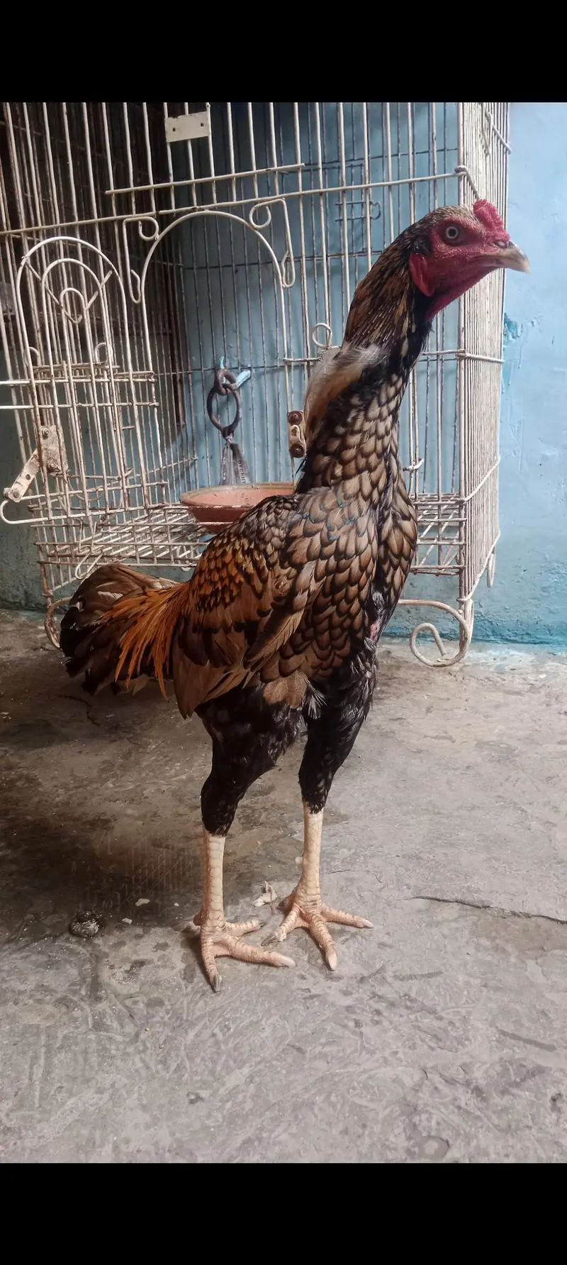 Sale Seel Kokar