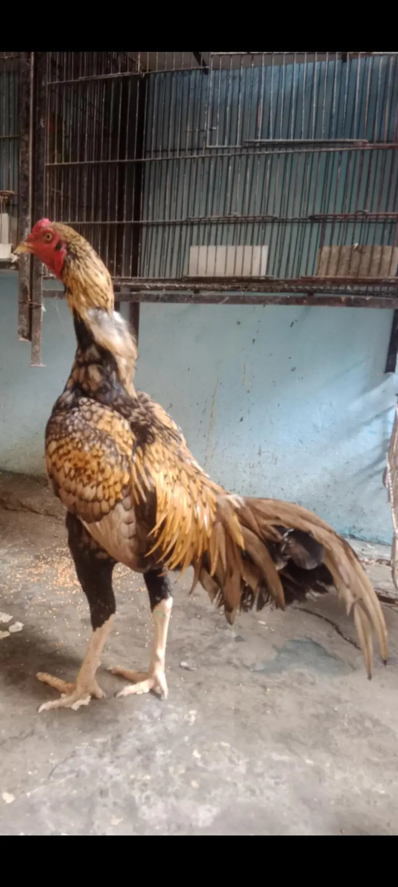 Sale Seel Kokar — photo 2
