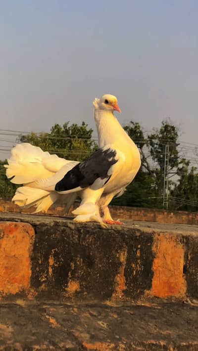 Breeder  black sheild fantail