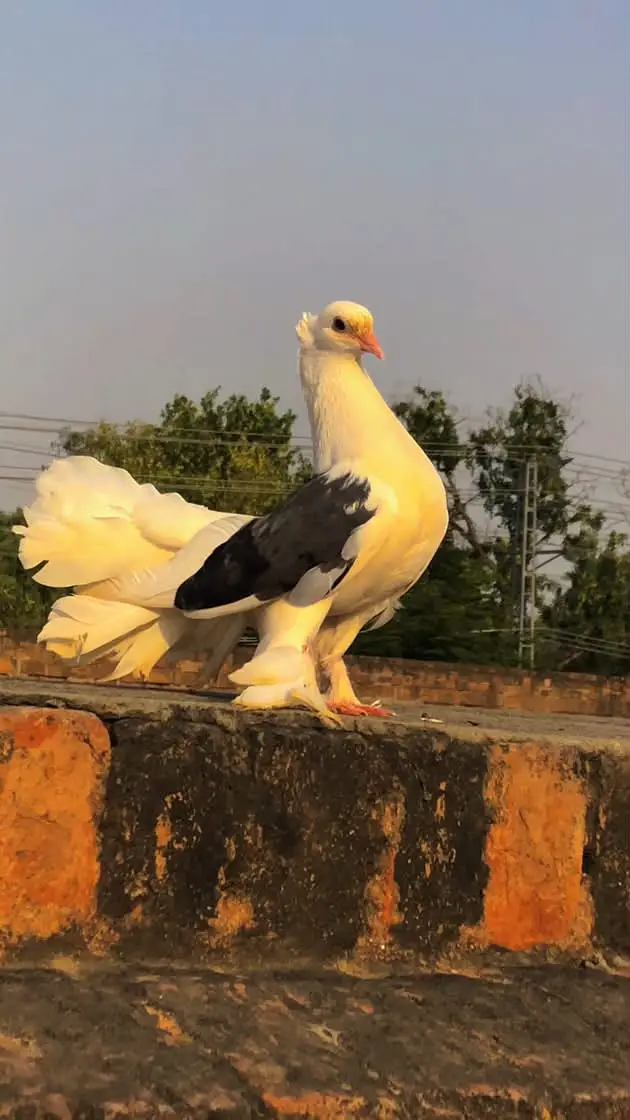 Breeder  black sheild fantail