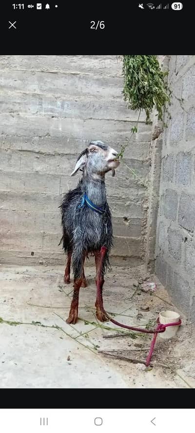 unique print female goat har chij Kati ha