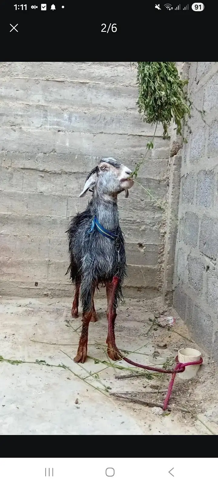 unique print female goat har chij Kati ha