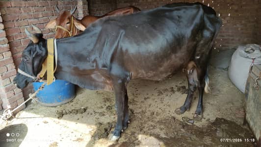 Best Milking Cow for Sale