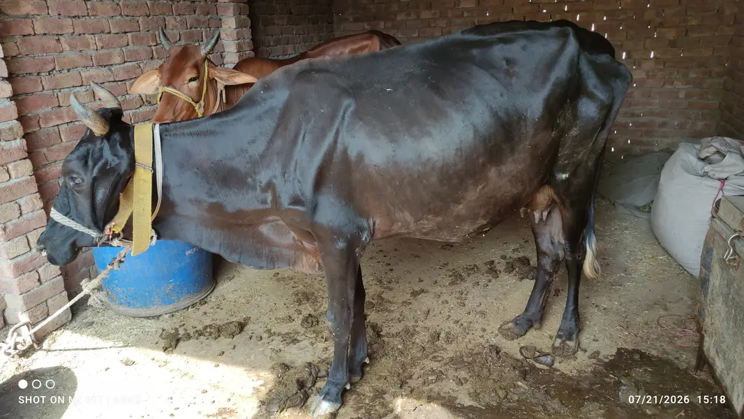 Best Milking Cow for Sale — photo 2