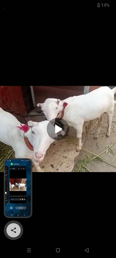 white ghulabi taddi bakray