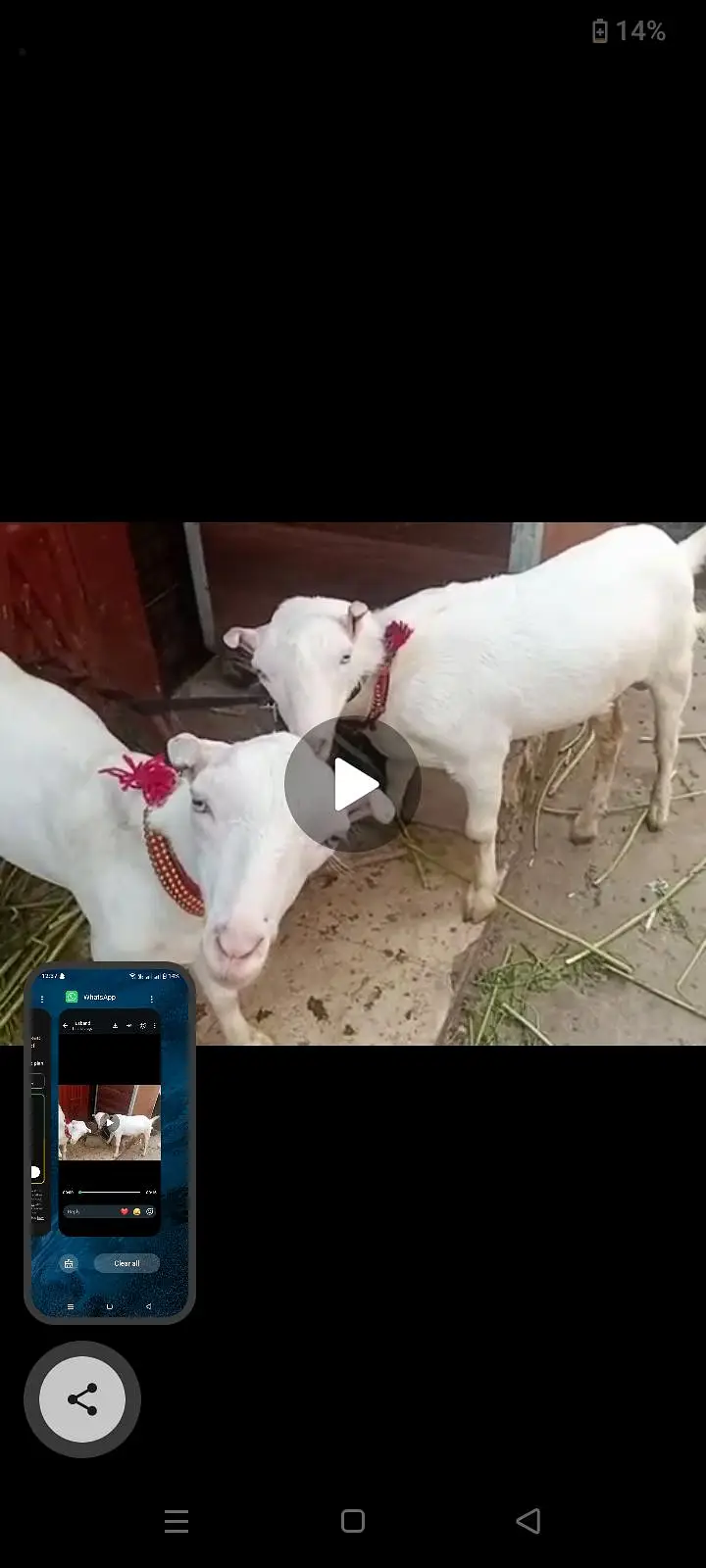 white ghulabi taddi bakray