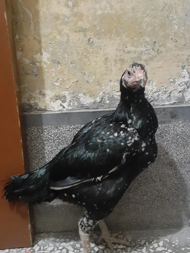 Black Aseel murghi For sale urgently