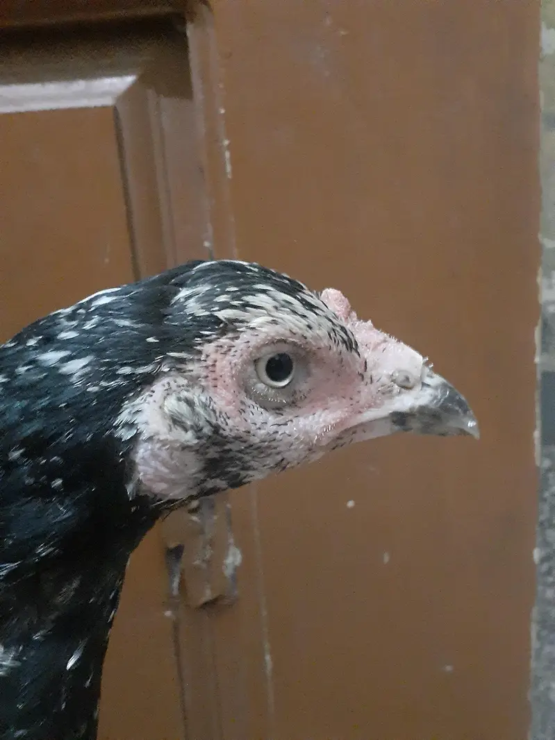 Black Aseel murghi For sale urgently — photo 2