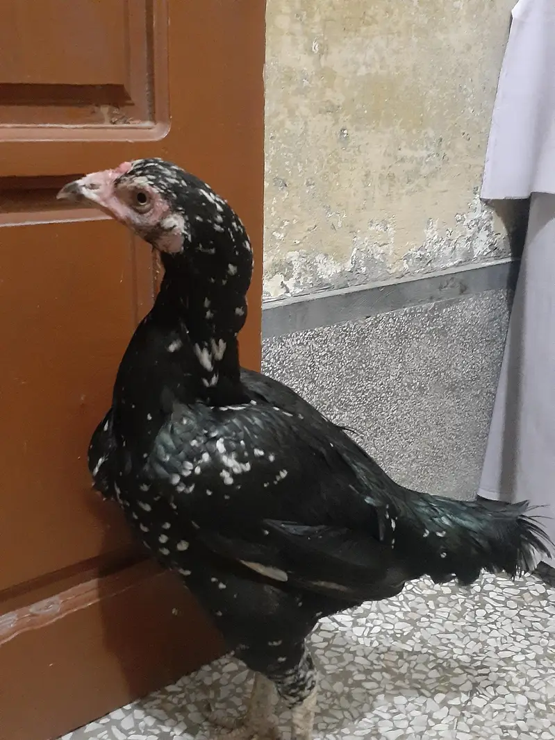 Black Aseel murghi For sale urgently — photo 3