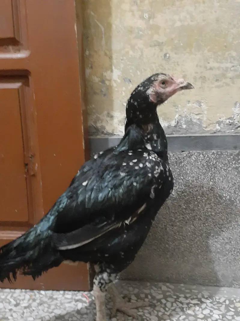 Black Aseel murghi For sale urgently — photo 4