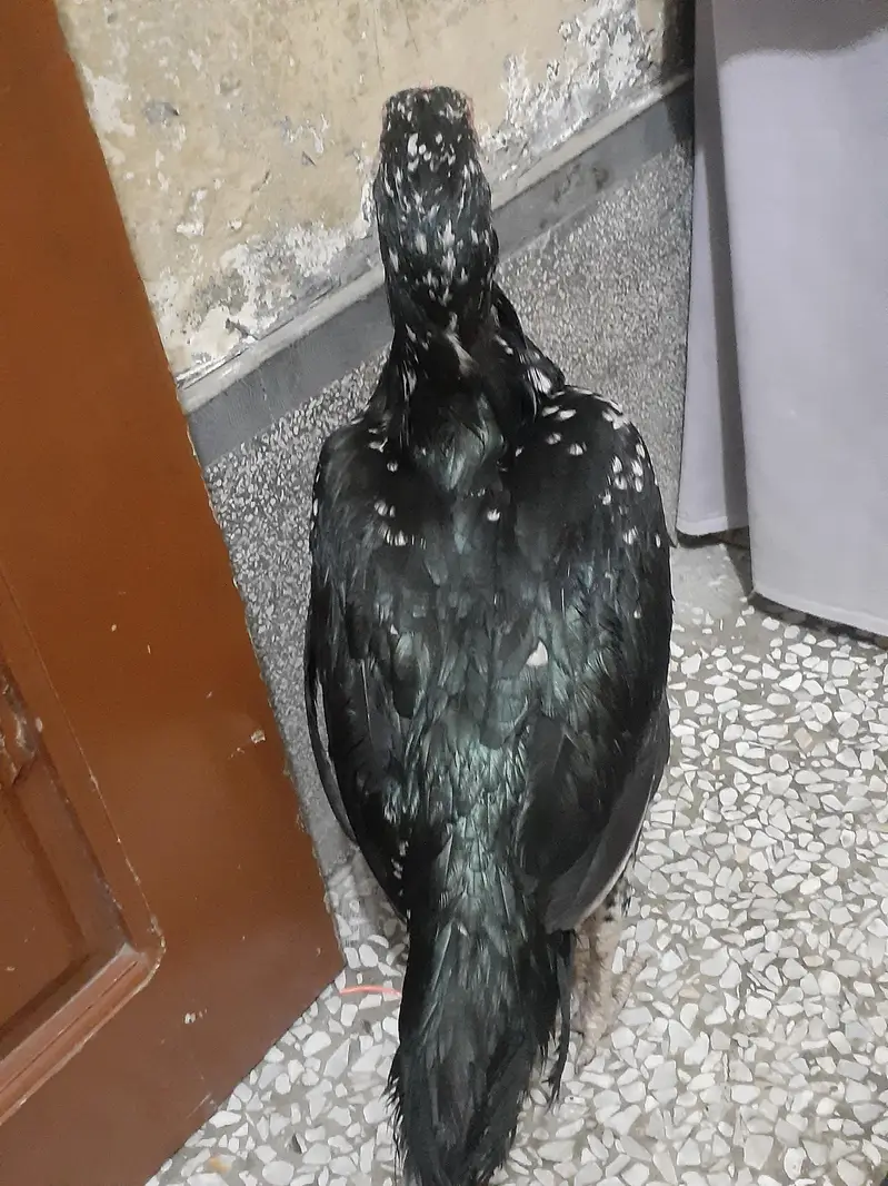 Black Aseel murghi For sale urgently — photo 5
