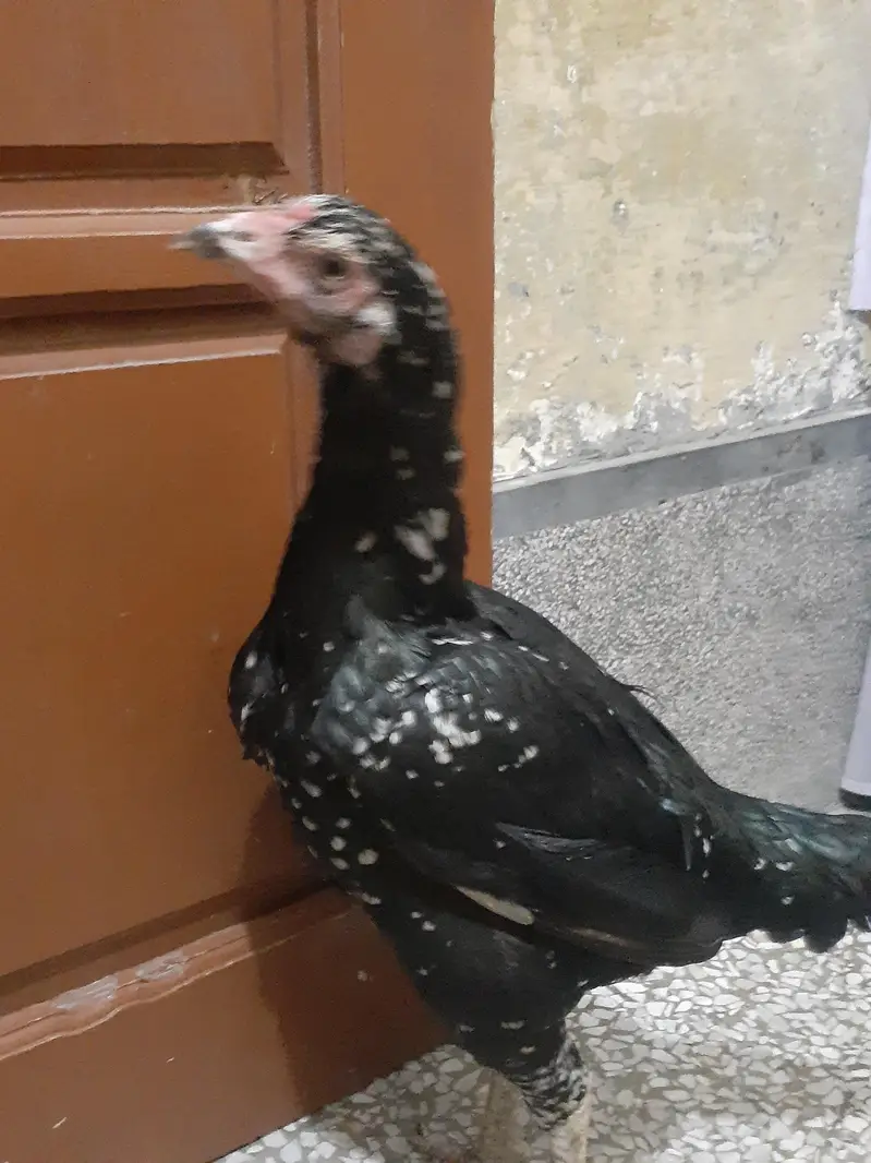 Black Aseel murghi For sale urgently — photo 6