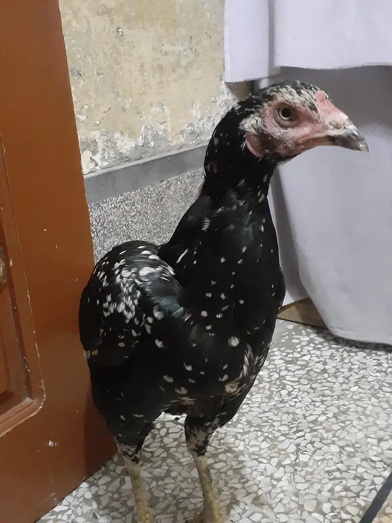 Black Aseel murghi For sale urgently — photo 7