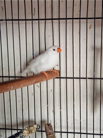 Snow White Female Finch Exhibition Jumbo size