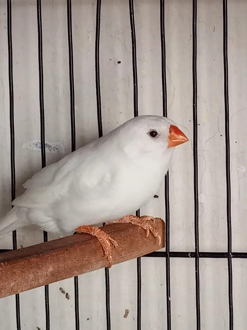 Snow White Female Finch Exhibition Jumbo size — photo 2
