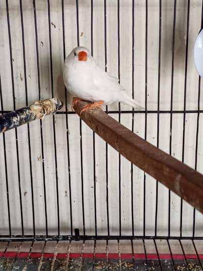 Snow White Female Finch Exhibition Jumbo size