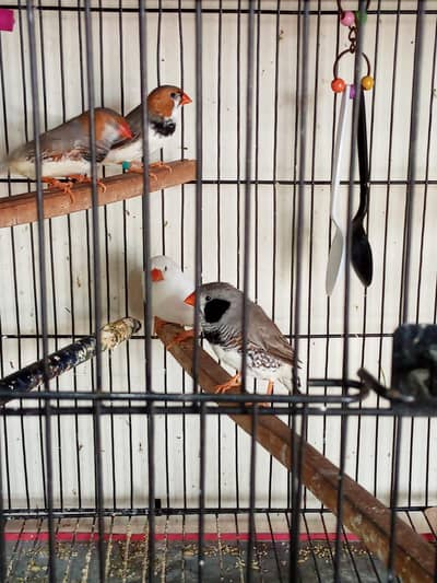 Exhibition Jumbo size finch pairs
