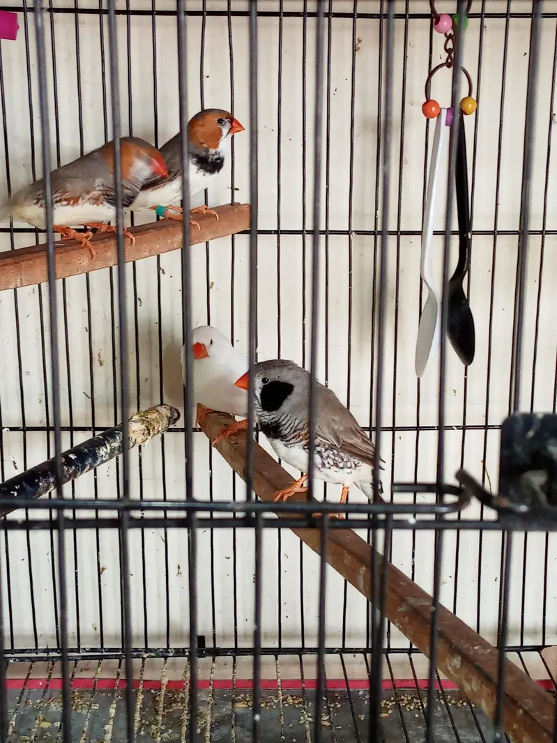 Snow White Female Finch Exhibition Jumbo size — photo 4