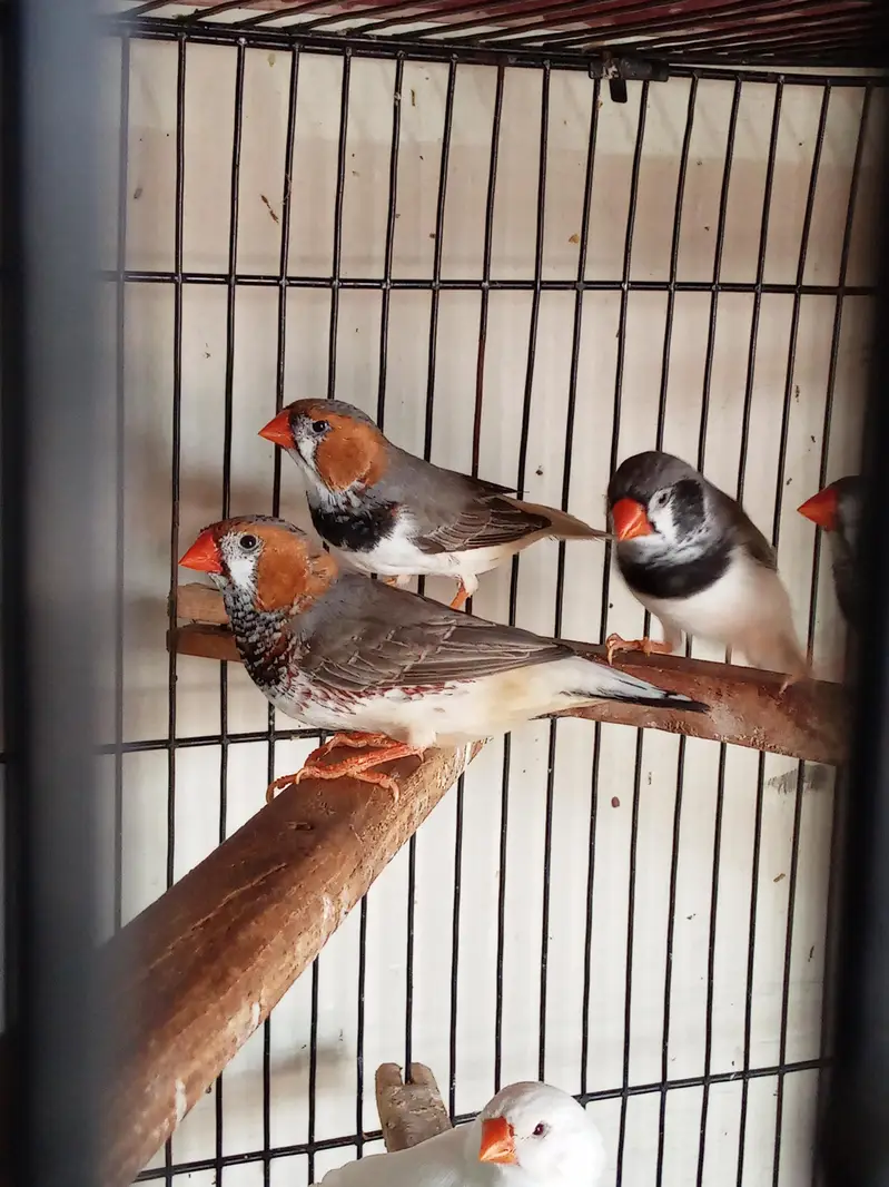 Snow White Female Finch Exhibition Jumbo size — photo 5
