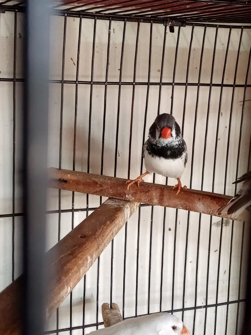 Snow White Female Finch Exhibition Jumbo size — photo 6